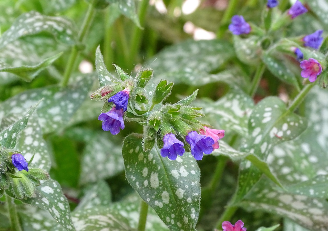 De bloemen van Longkruid veranderen van roze naar violet en uiteindelijk naar blauw